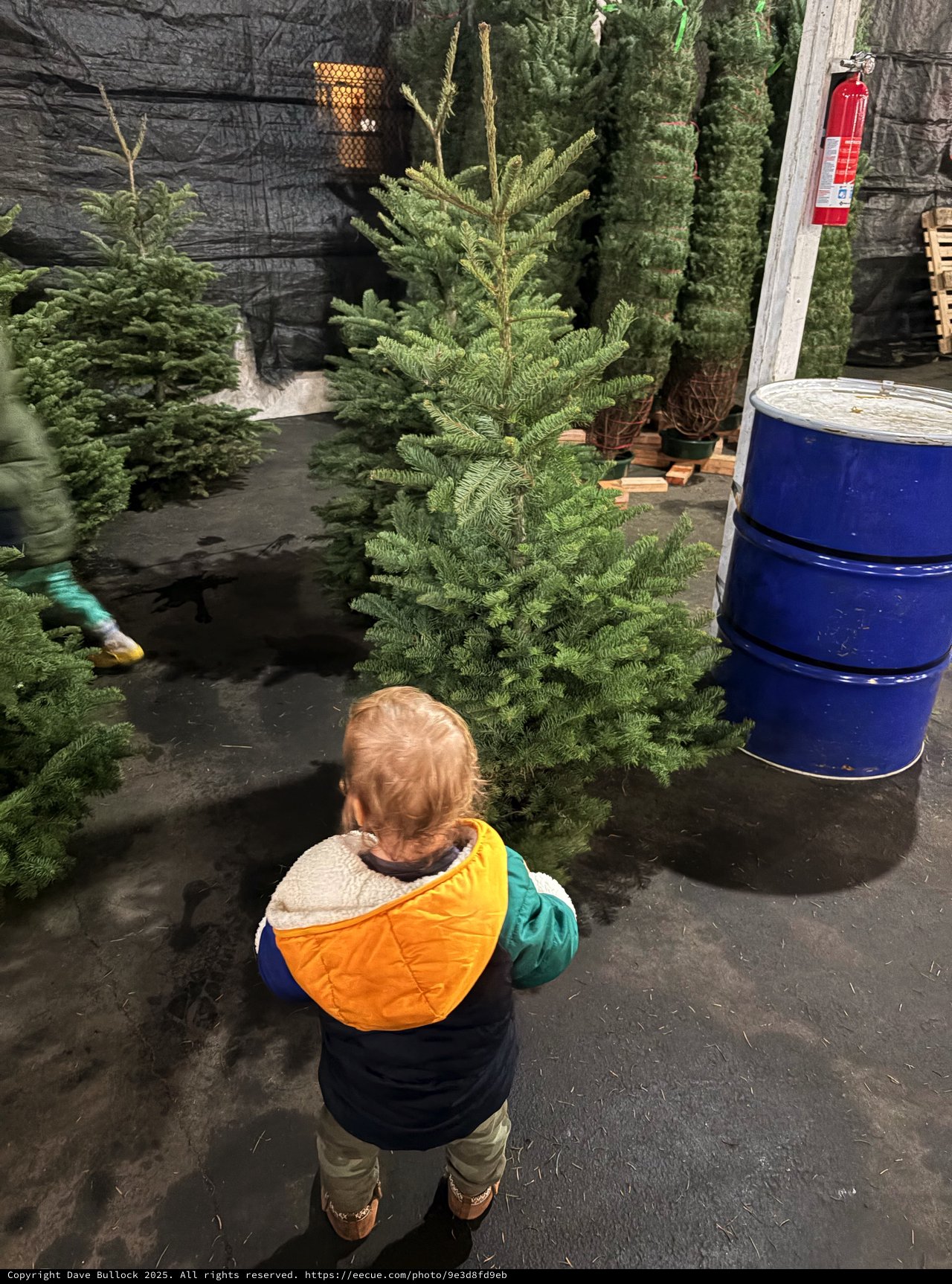 Toddler Selecting a Christmas Tree at Holiday Market