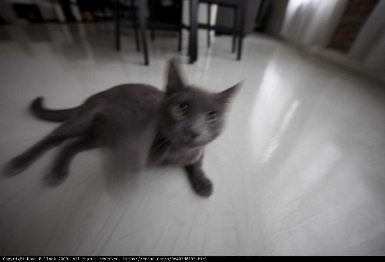 Serene Feline on Hardwood Flooring