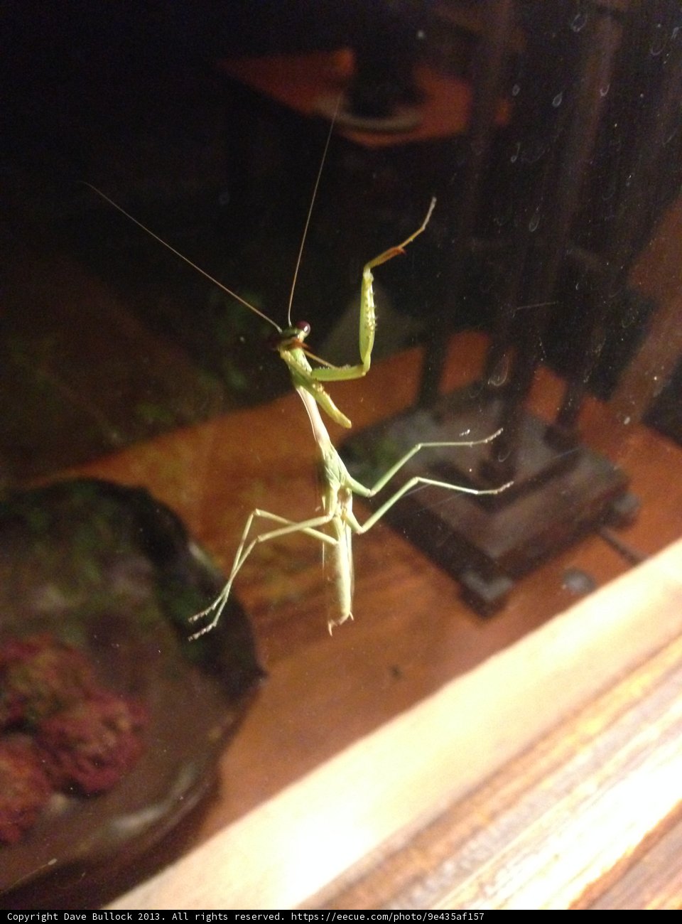 The Praying Mantis on Glass Table