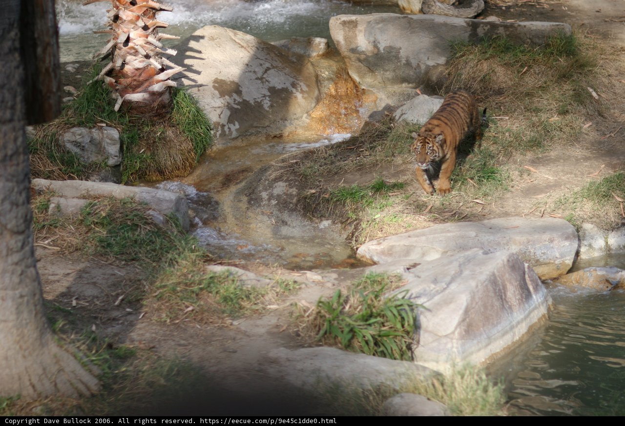 Majestic Tiger in the Zoo