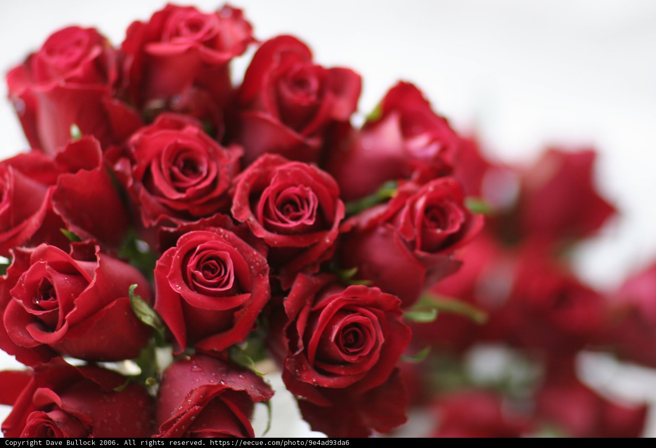 12 Red Roses in a Bouquet