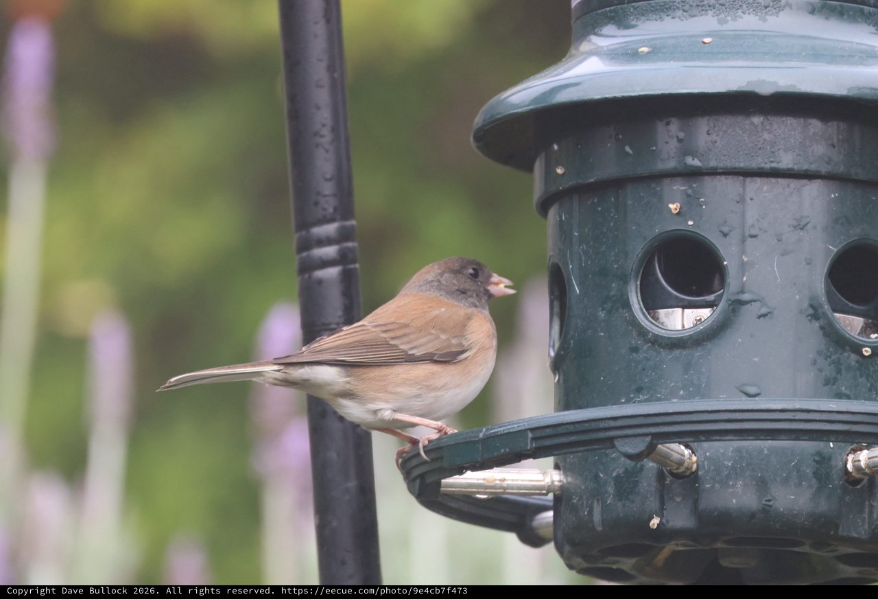 Dark-Eyed Junco Perched on Backyard Bird Feeder