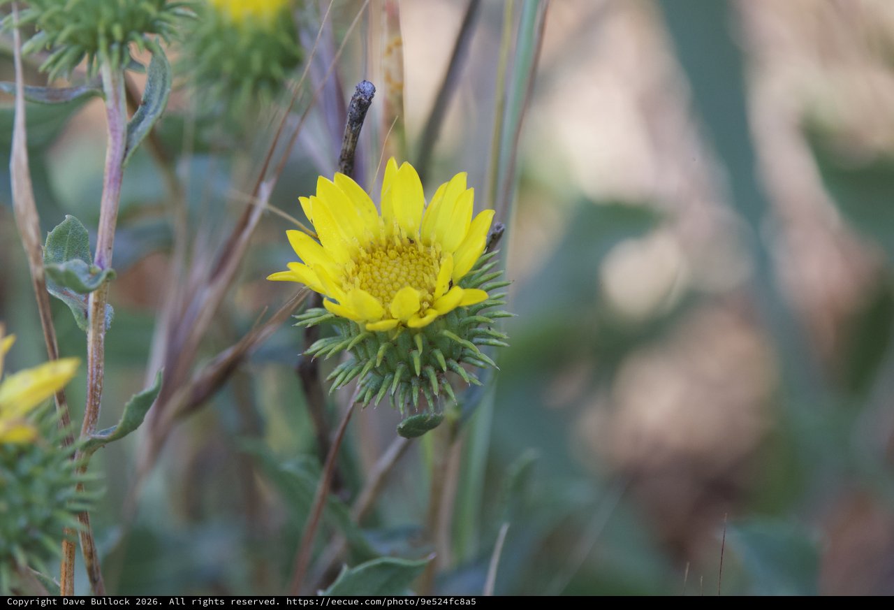 Vibrant Yellow Wildflower Blooming at Mount Diablo