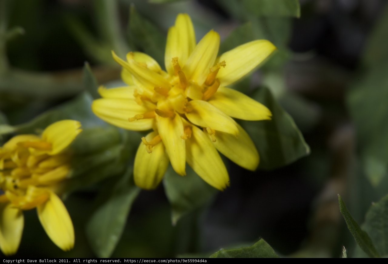 Sunny Blooms
