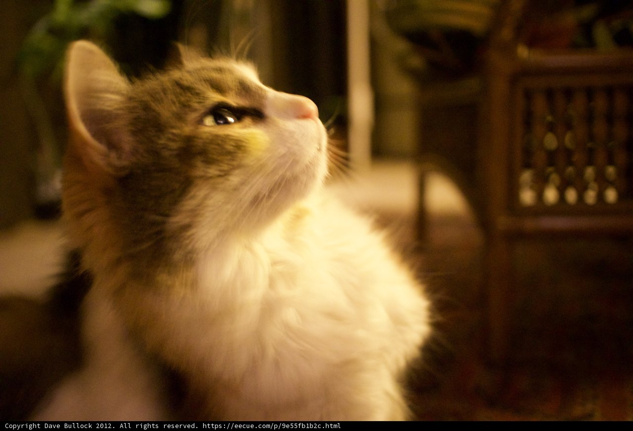 Curious Cat