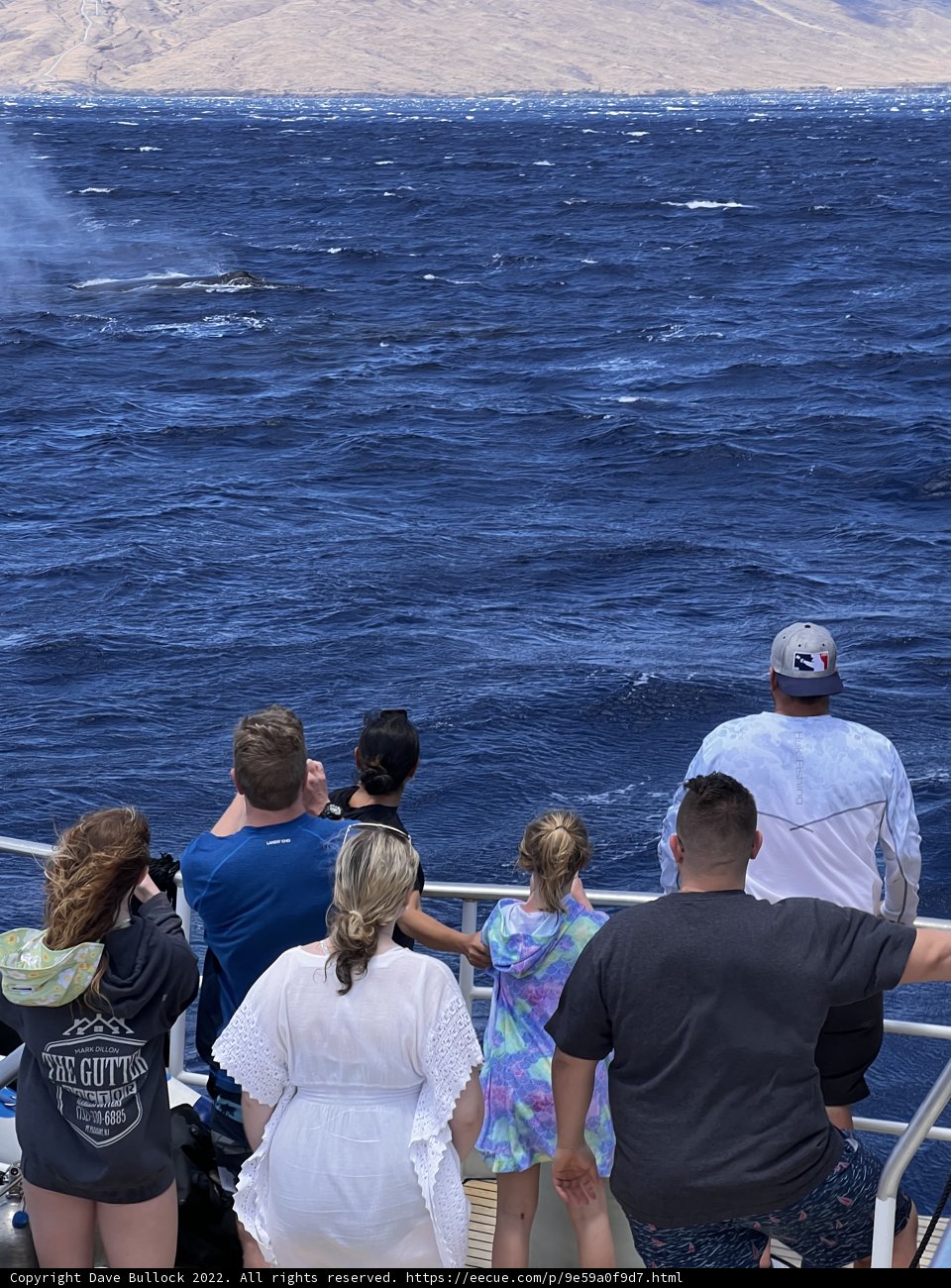 Whale Watching Adventure