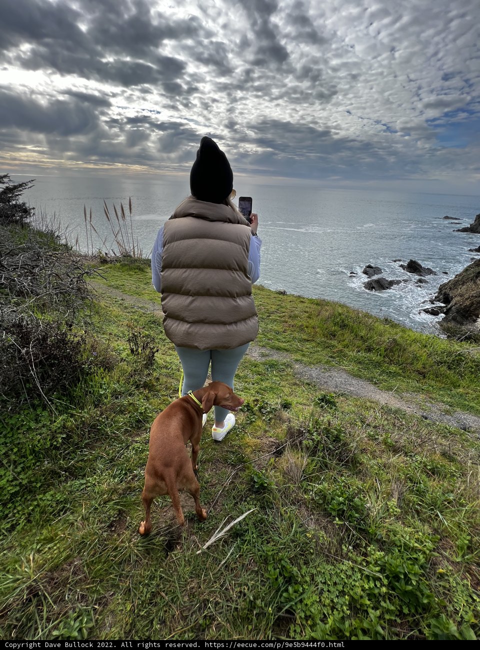 Dog-Owner Moments