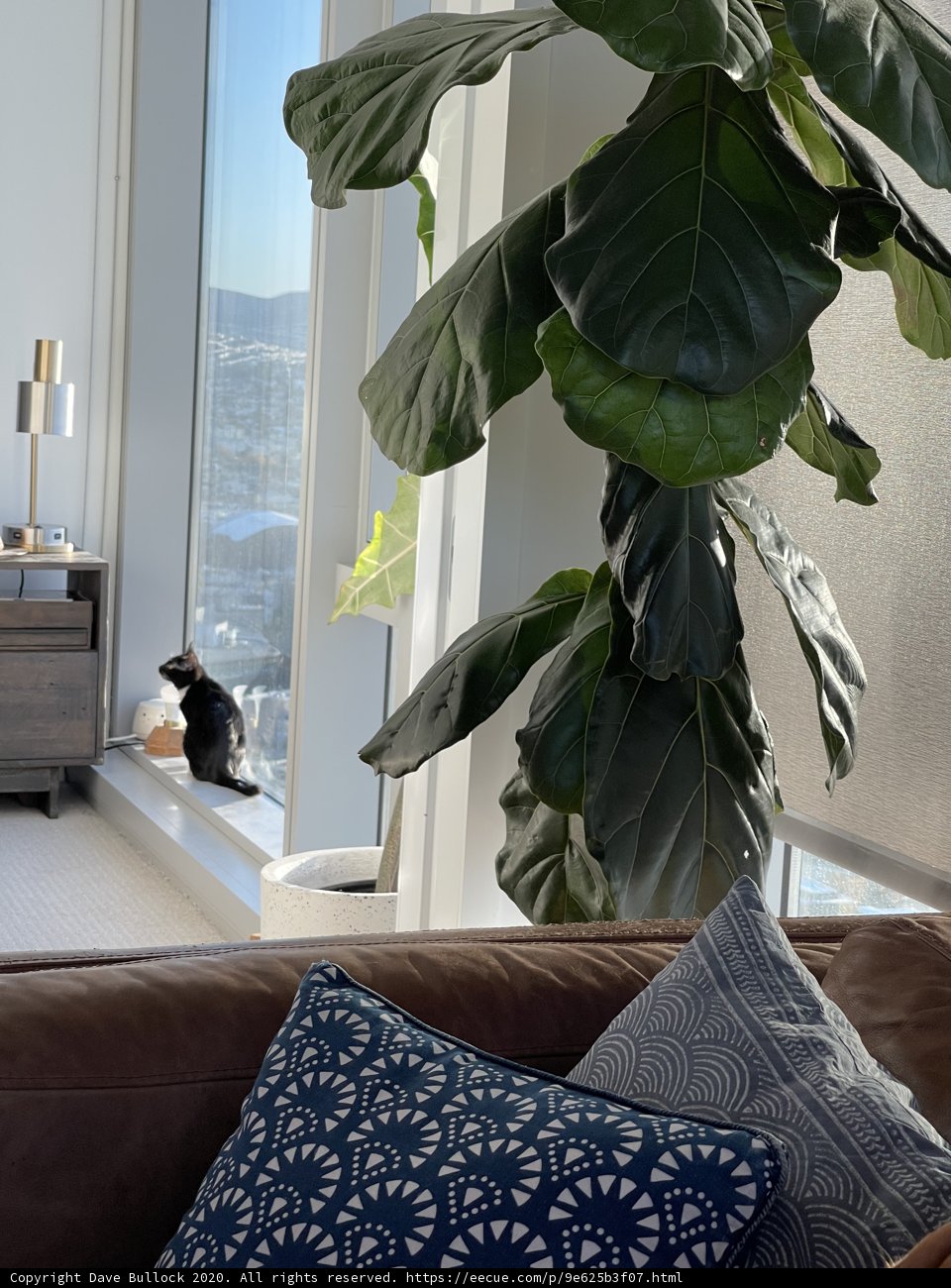 Cozy Cat on the Windowsill