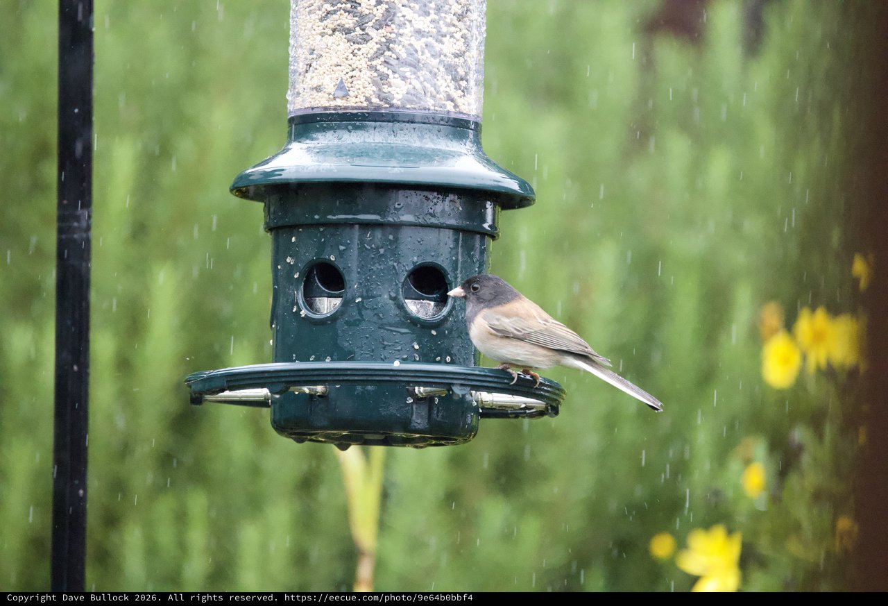 Bird Feeding in the Rain at Garden Feeder