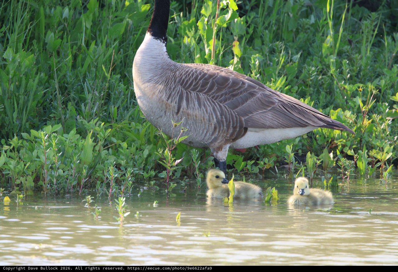 Canada Goose Parent with Two Goslings in Wetland