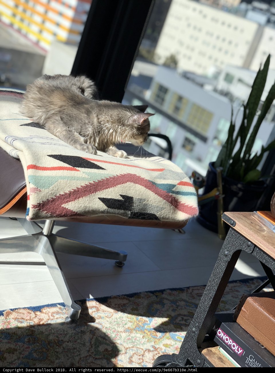 Lazy Feline Comfort