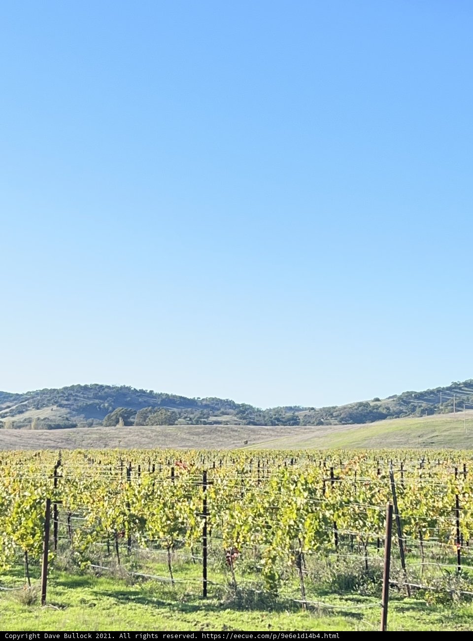 Rolling Hills and Vines