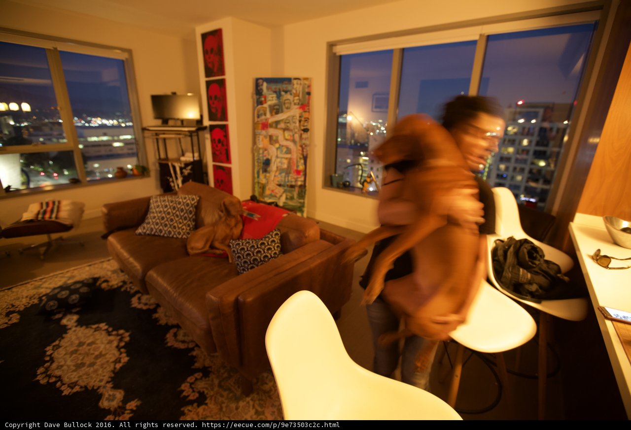 Man and Dog Cozy up in Chic Living Room