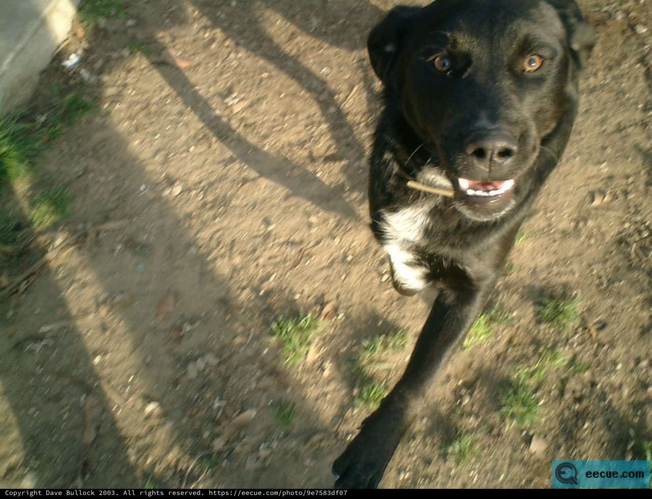 Black Labrador Retriever enjoys outdoor walk