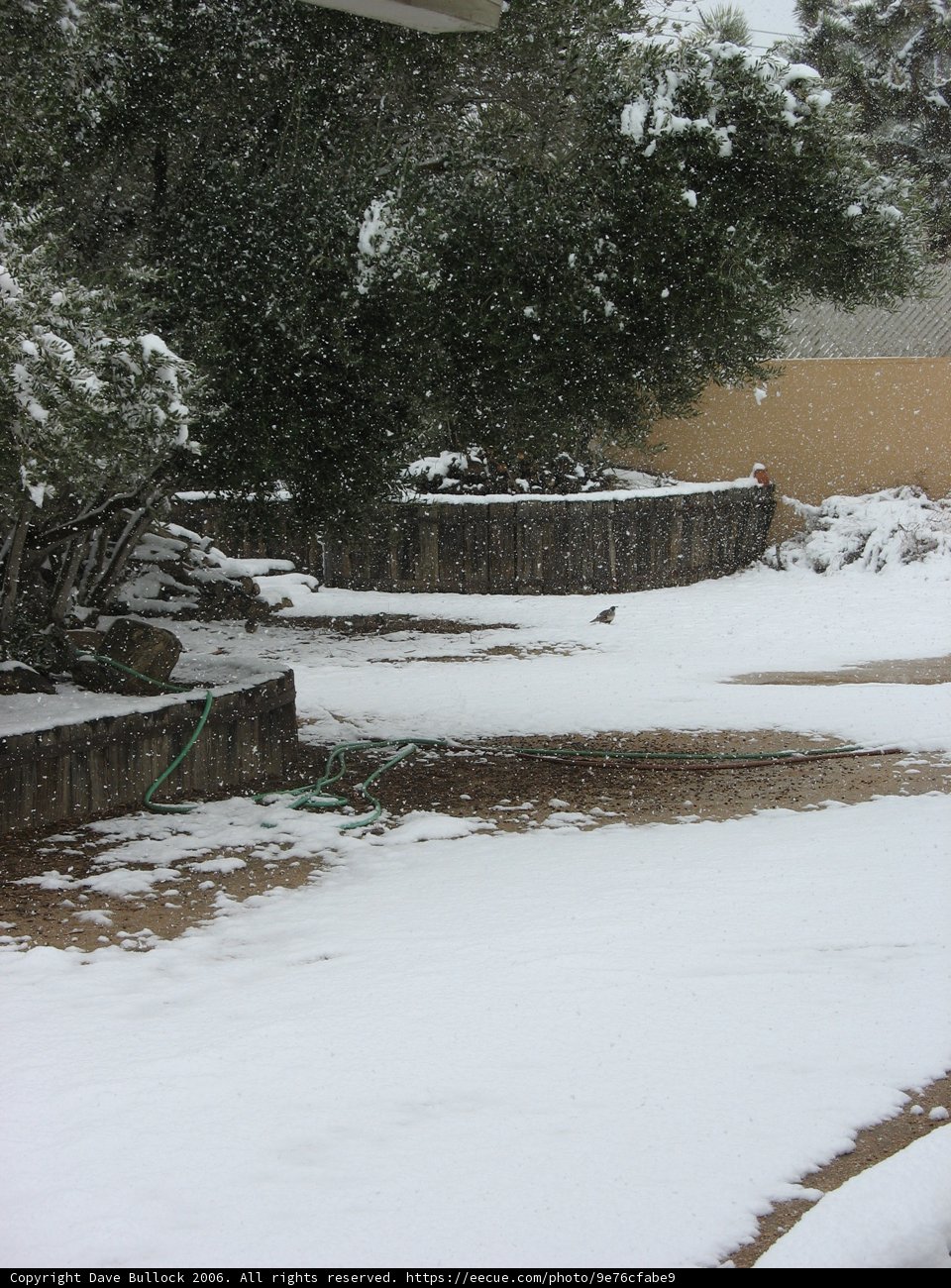 Winter Wonderland