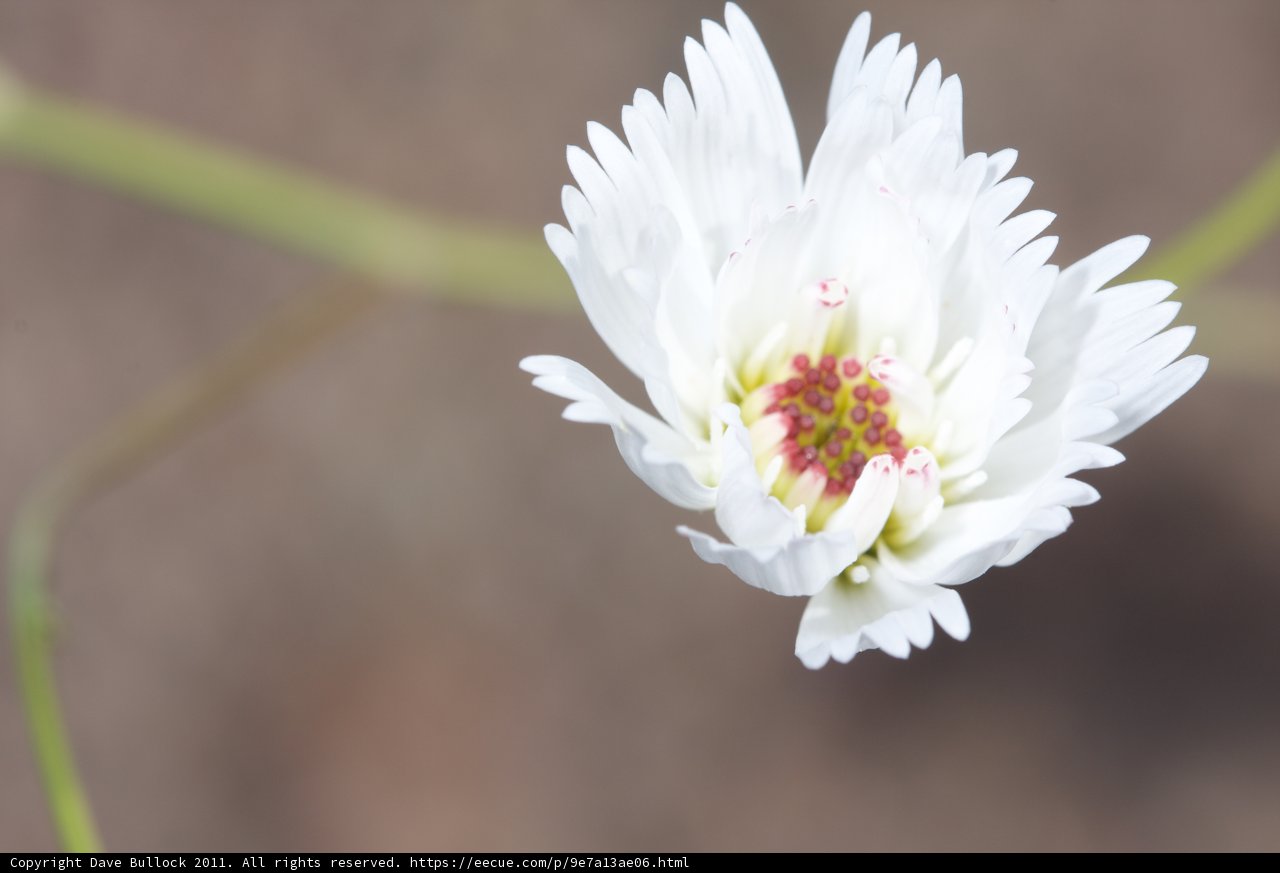 White Beauty