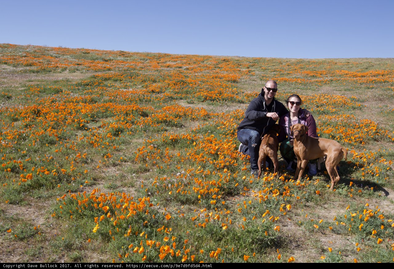 A Day in the Meadow with Two Loved Ones and Their Canine Companion
