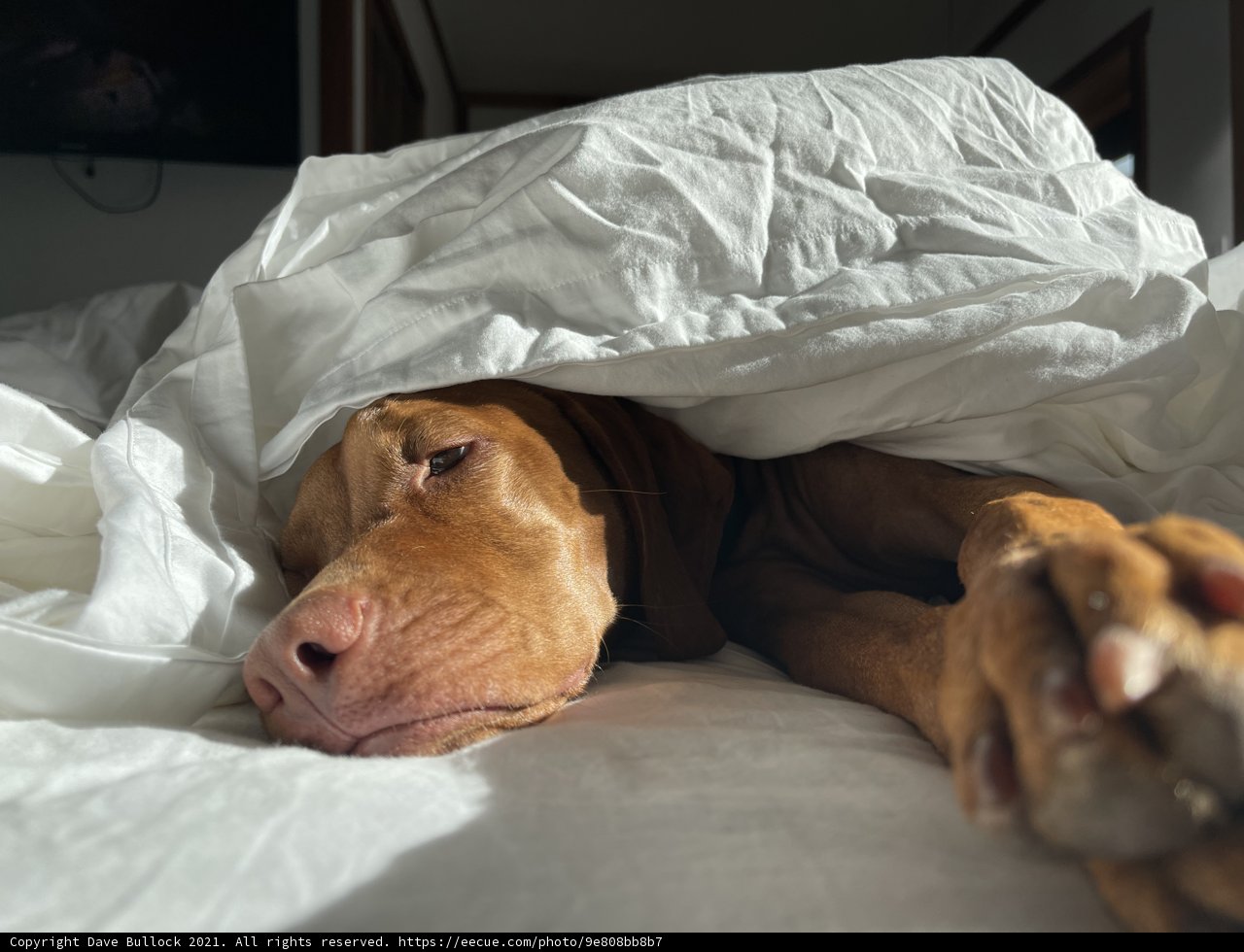 Cozy Canine in Santa Fe