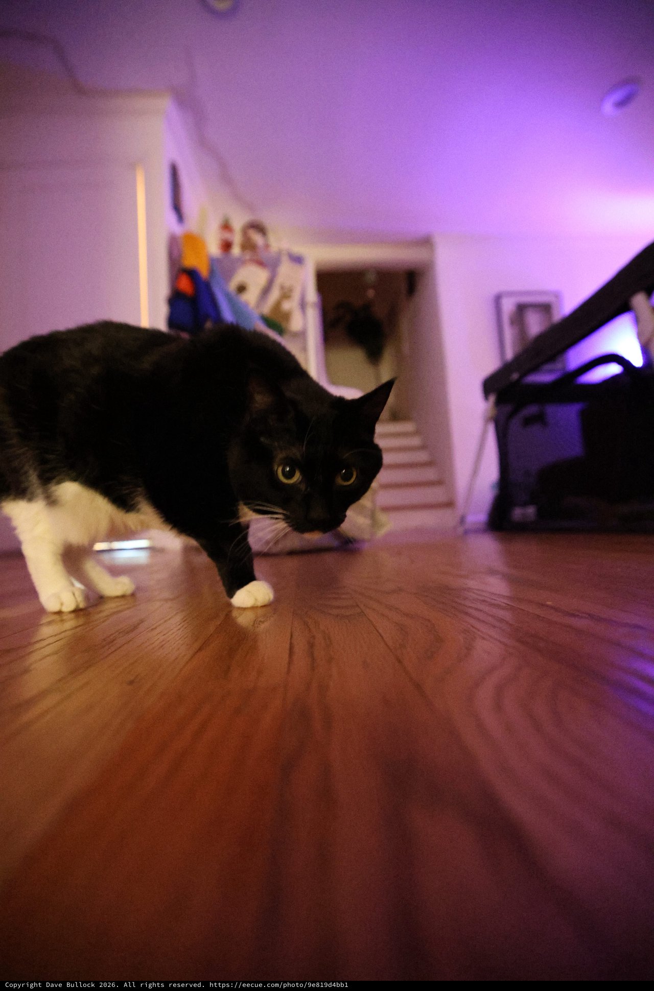 Black and White Cat Stalking on Hardwood Floor