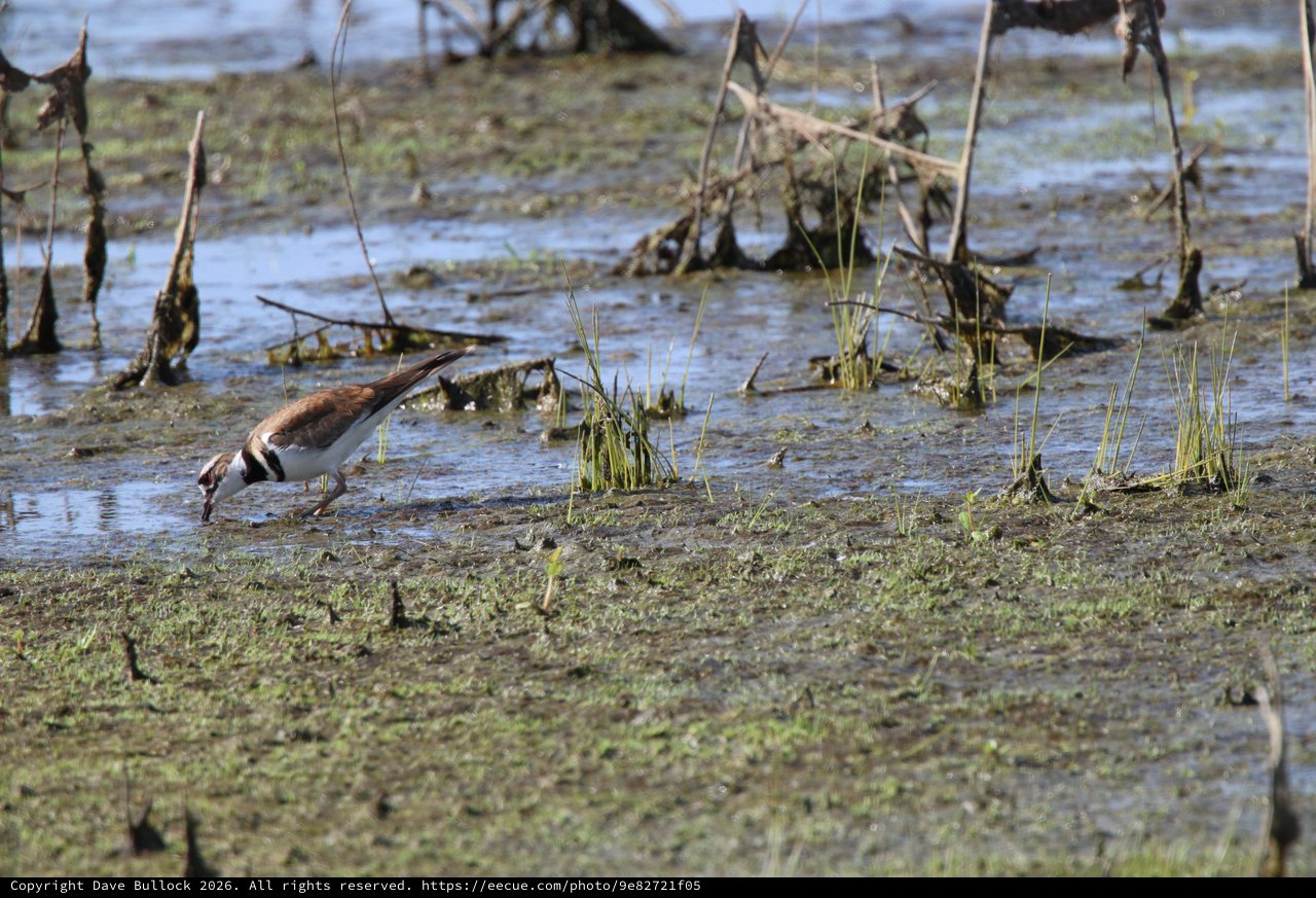 Killdeer Foraging in Muddy Wetland Waters