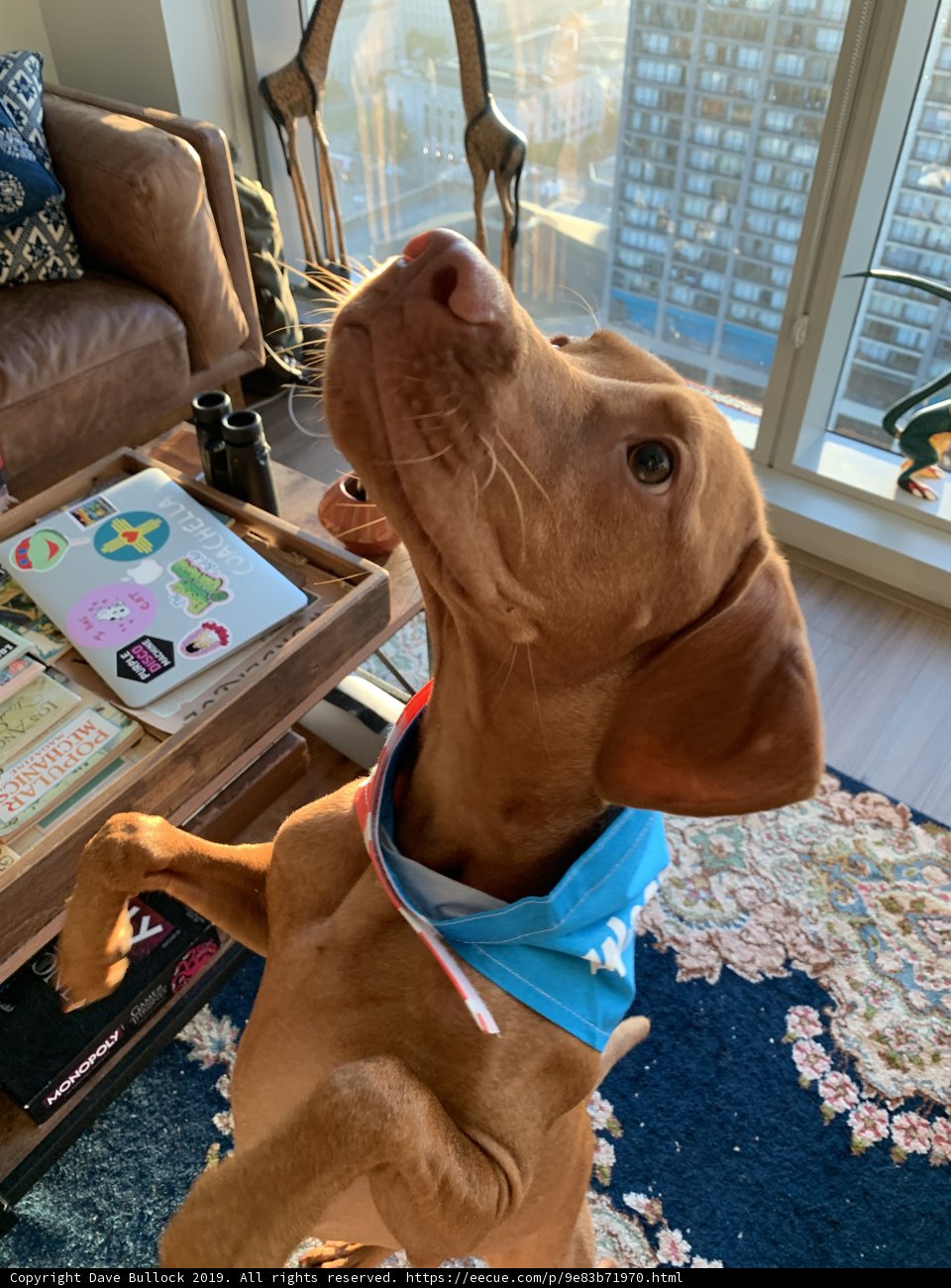 Man's Best Friend in the Living Room
