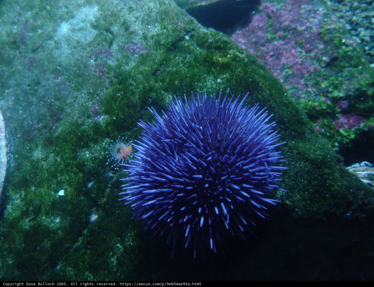 Purple Sea Urchin