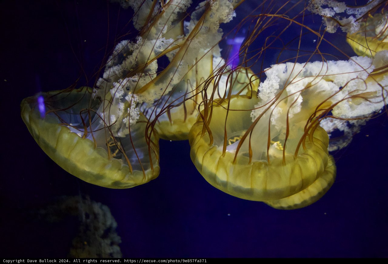Mystical Wonders Under The Sea