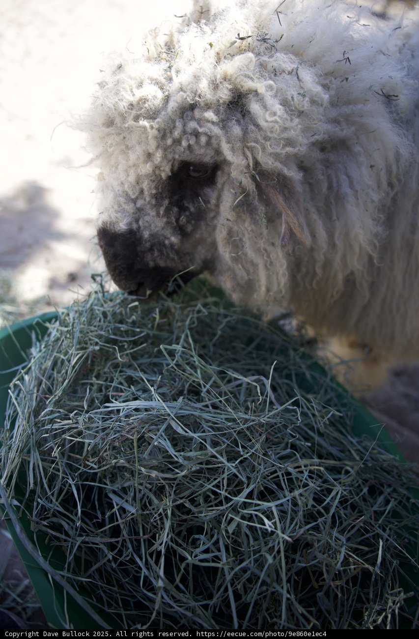 Fleece and Feast