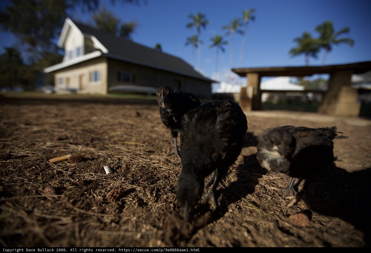 Chickens Roaming Free