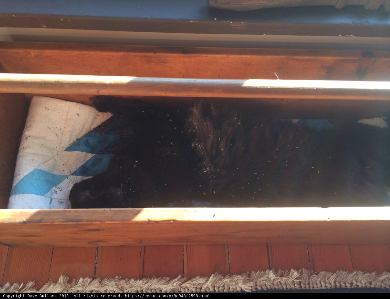 A Black Canine Resting in a Wooden Box