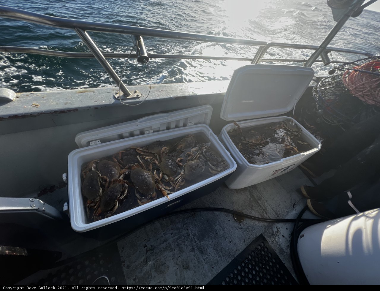 Crabs on Board