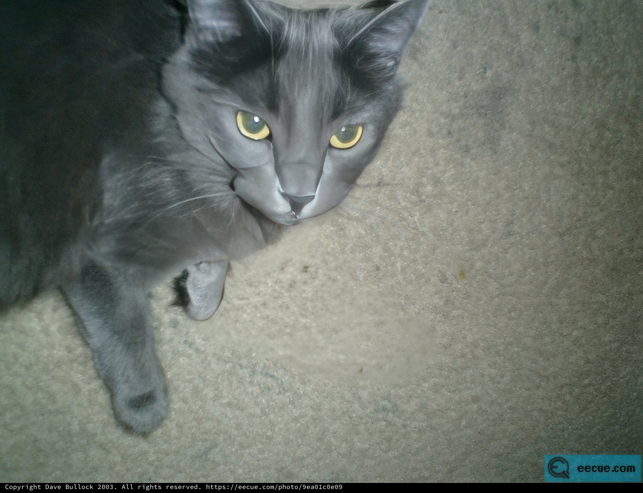 Majestic Feline