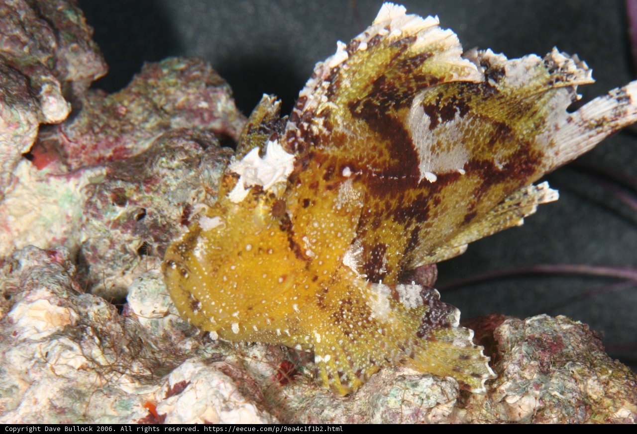 Spotted Coral Reef Fish