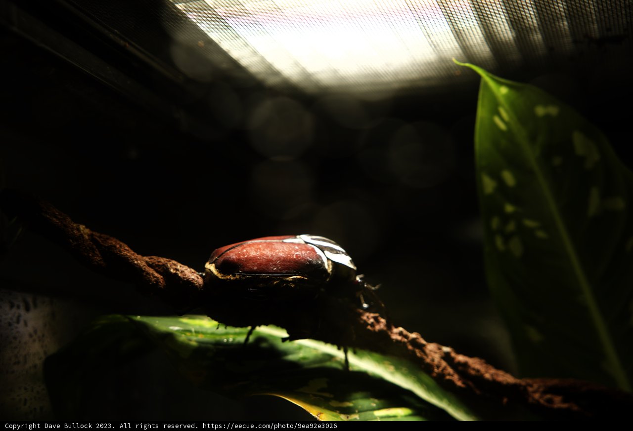 Beetle's Branch Break
