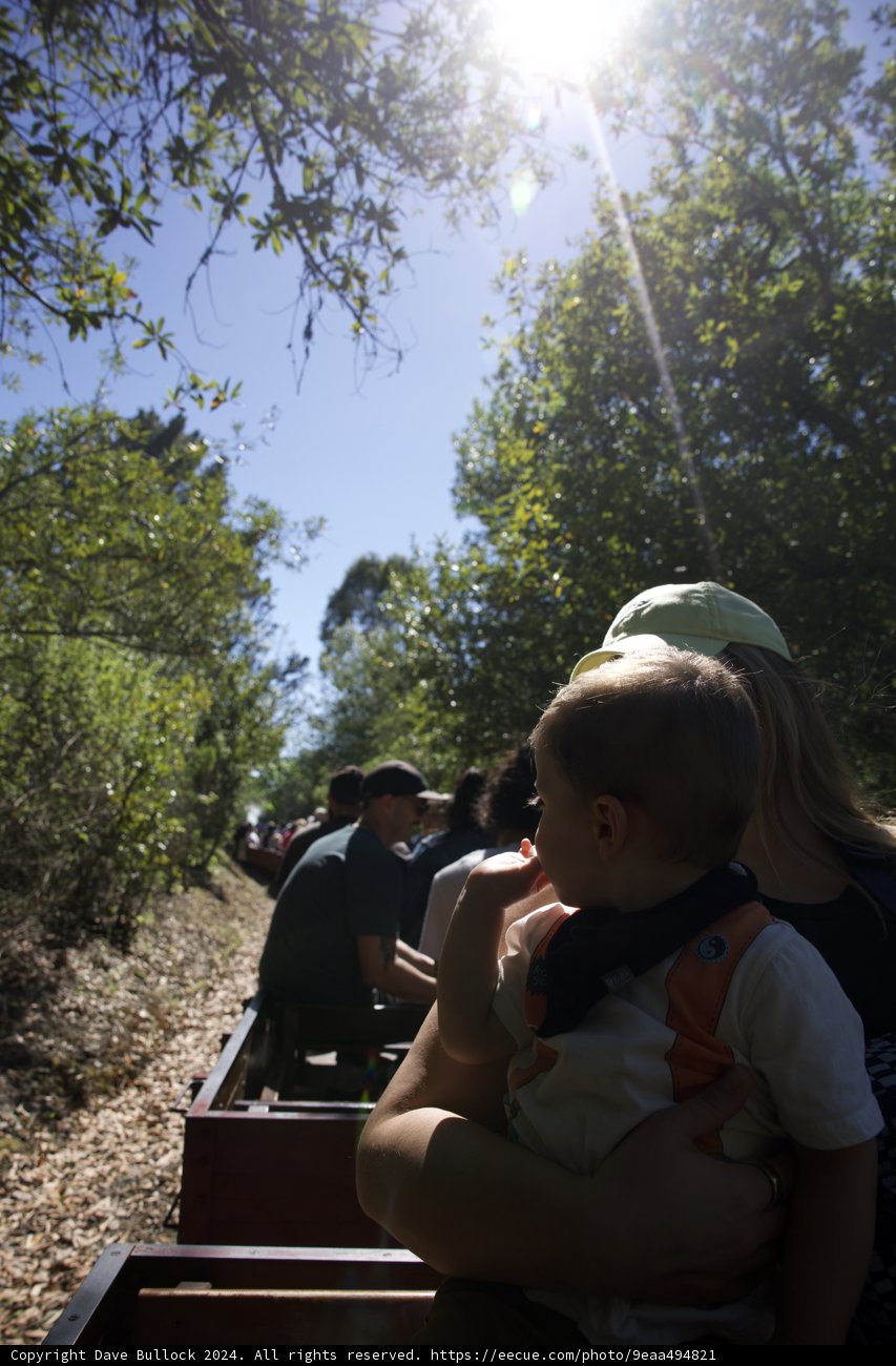 Sun-Dappled Journey Through the Woods