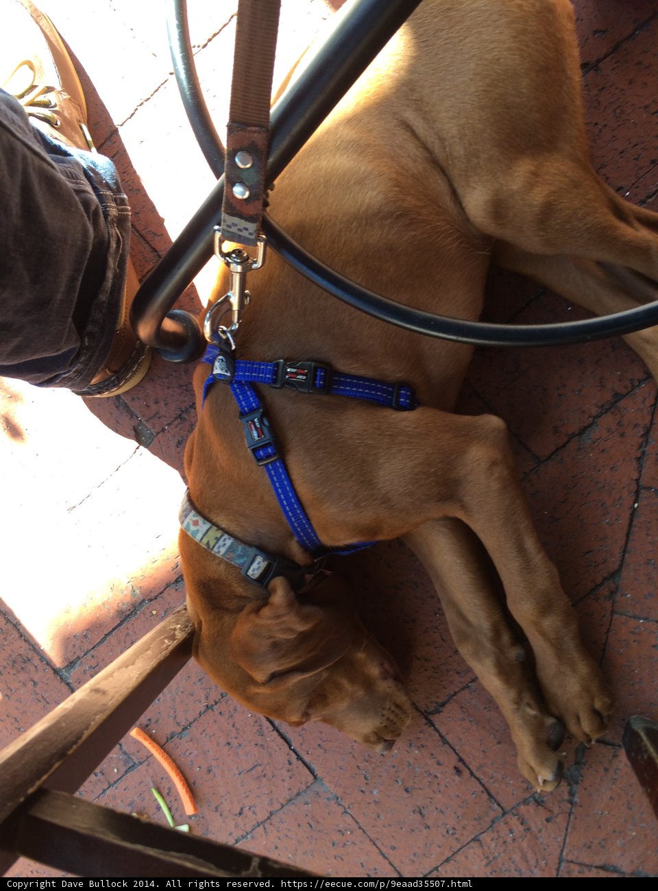 Furry Friend Resting Near Accessories