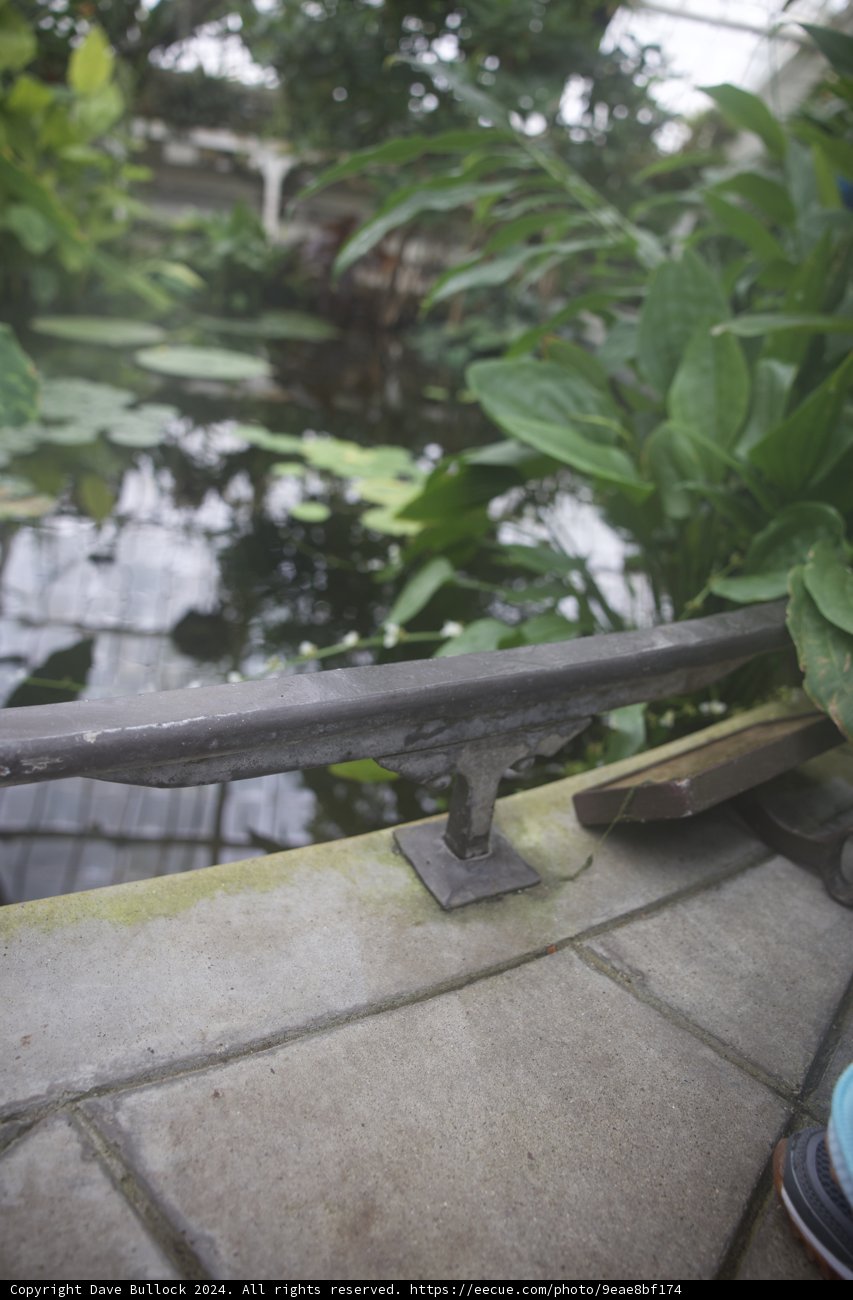Urban Serenity: A Skateboard Encounter in the Conservatory of Flowers