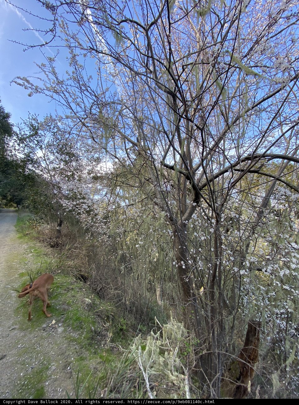 A Dog's Walk Through the Wilderness