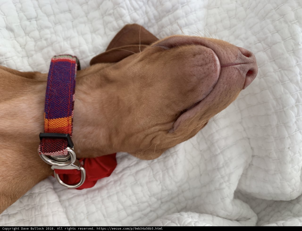 Pawsitively Pampered Pooch
