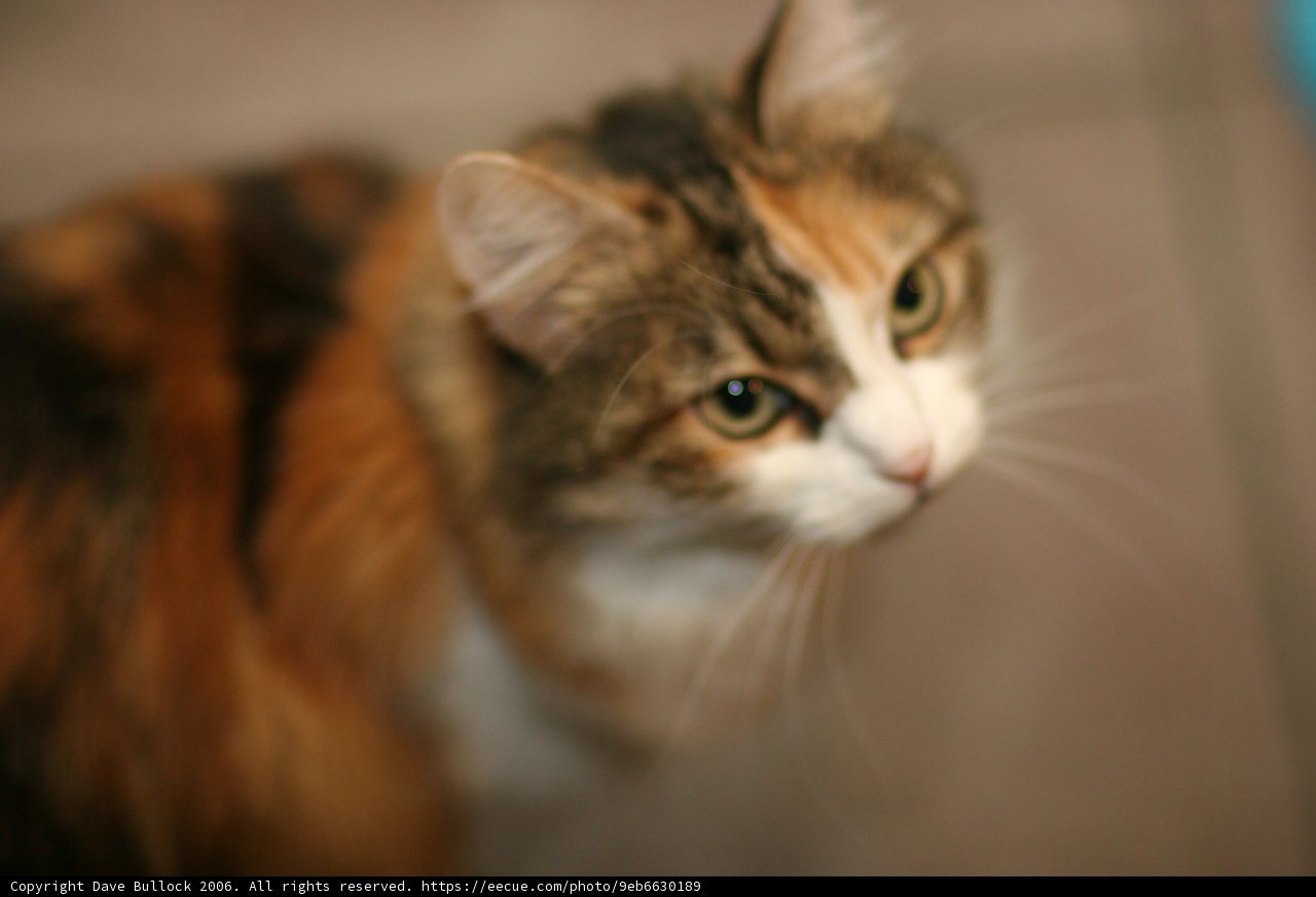 Fierce Feline Fixation