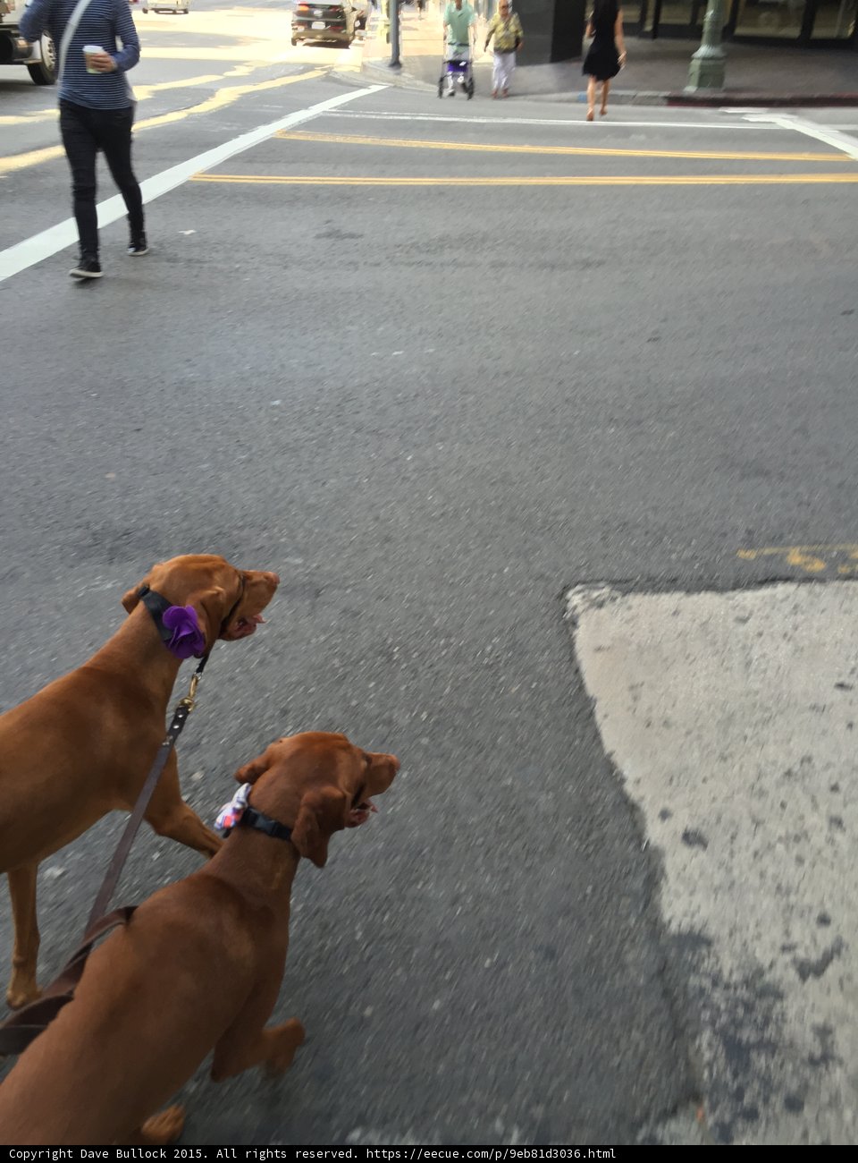 Dogs Strolling Through LA