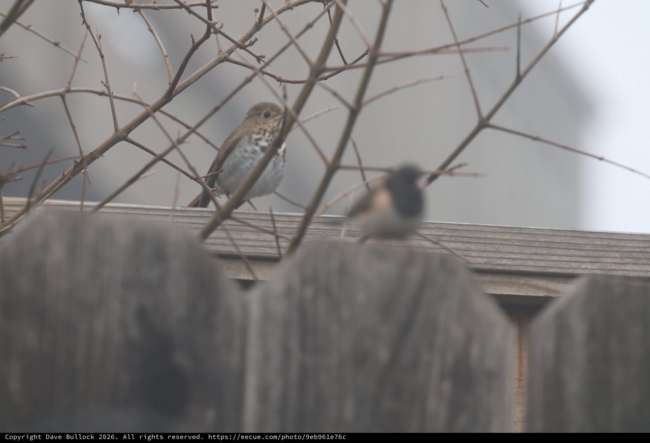 Fox Sparrow and House Sparrow in Winter Branches