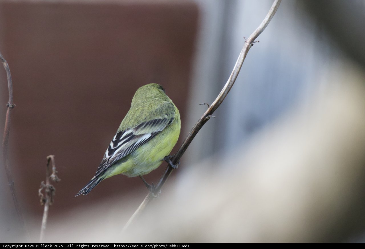 A Finch's Perch