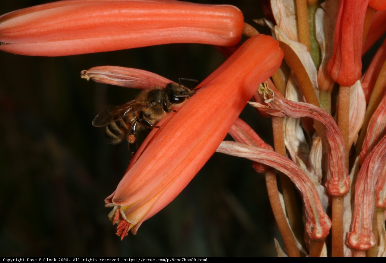 A Bee Collecting Nectar on a Red Rhubarb Flower
