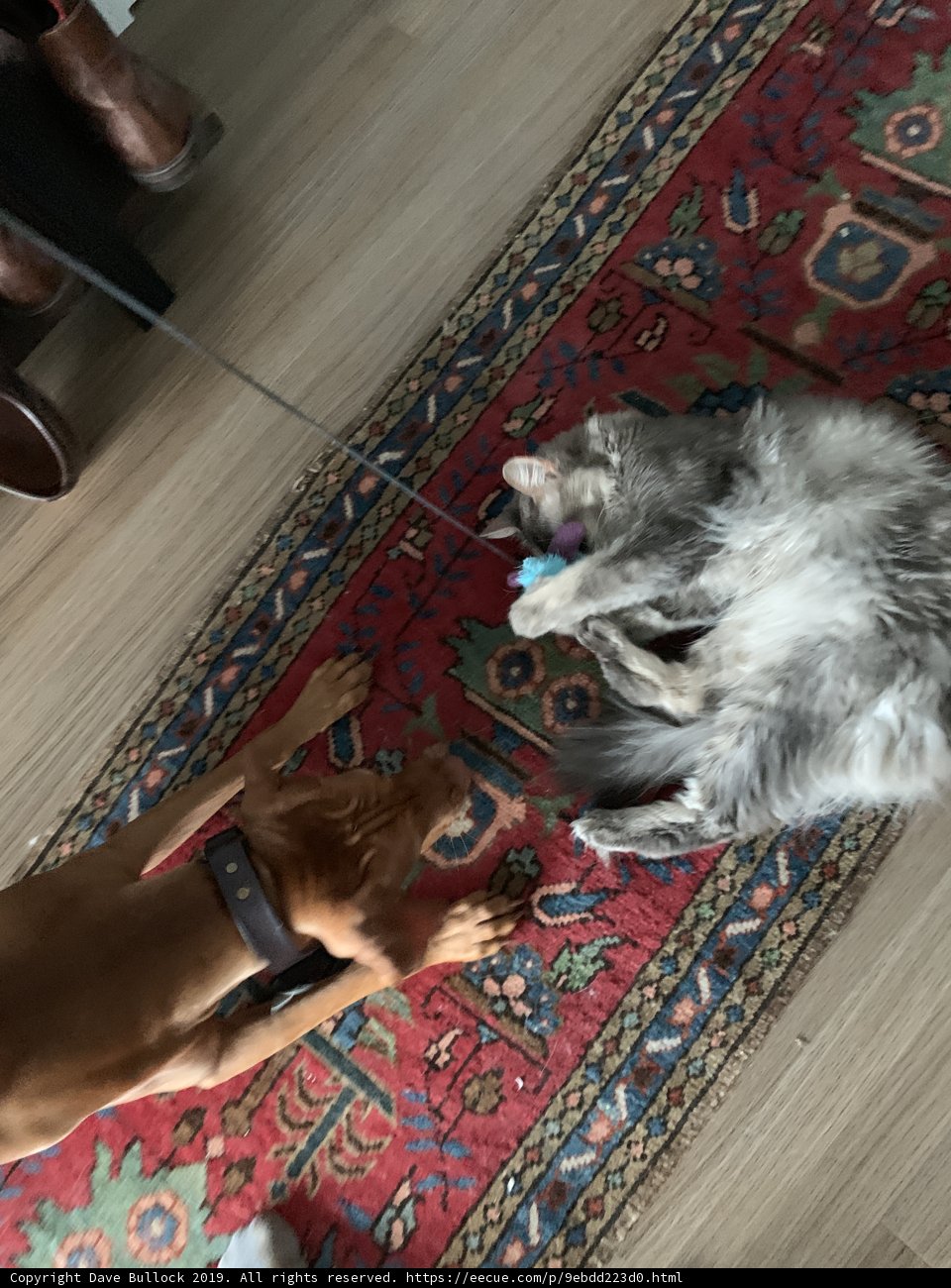 Playtime with Furry Friends