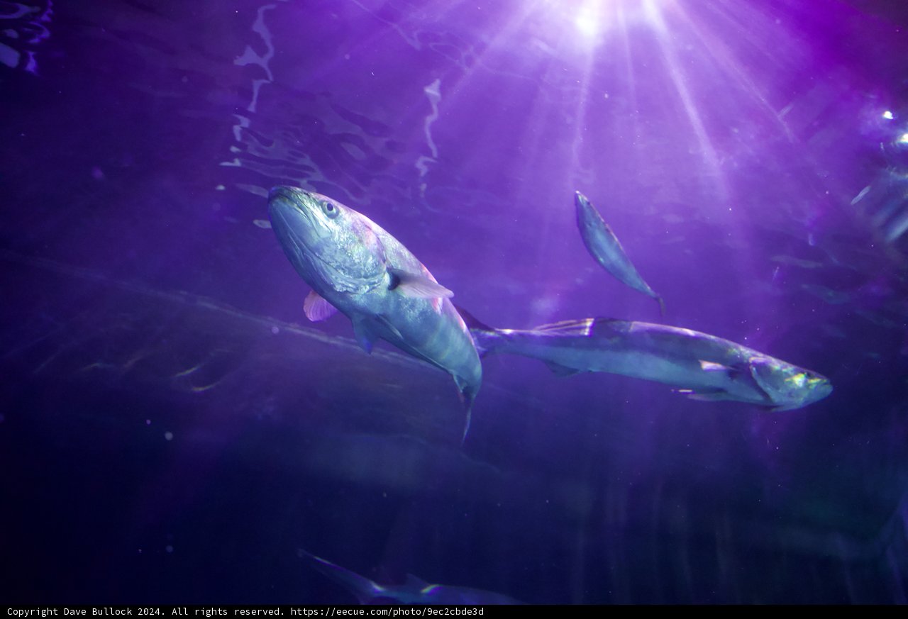 Aquatic Dance under Purple Haze
