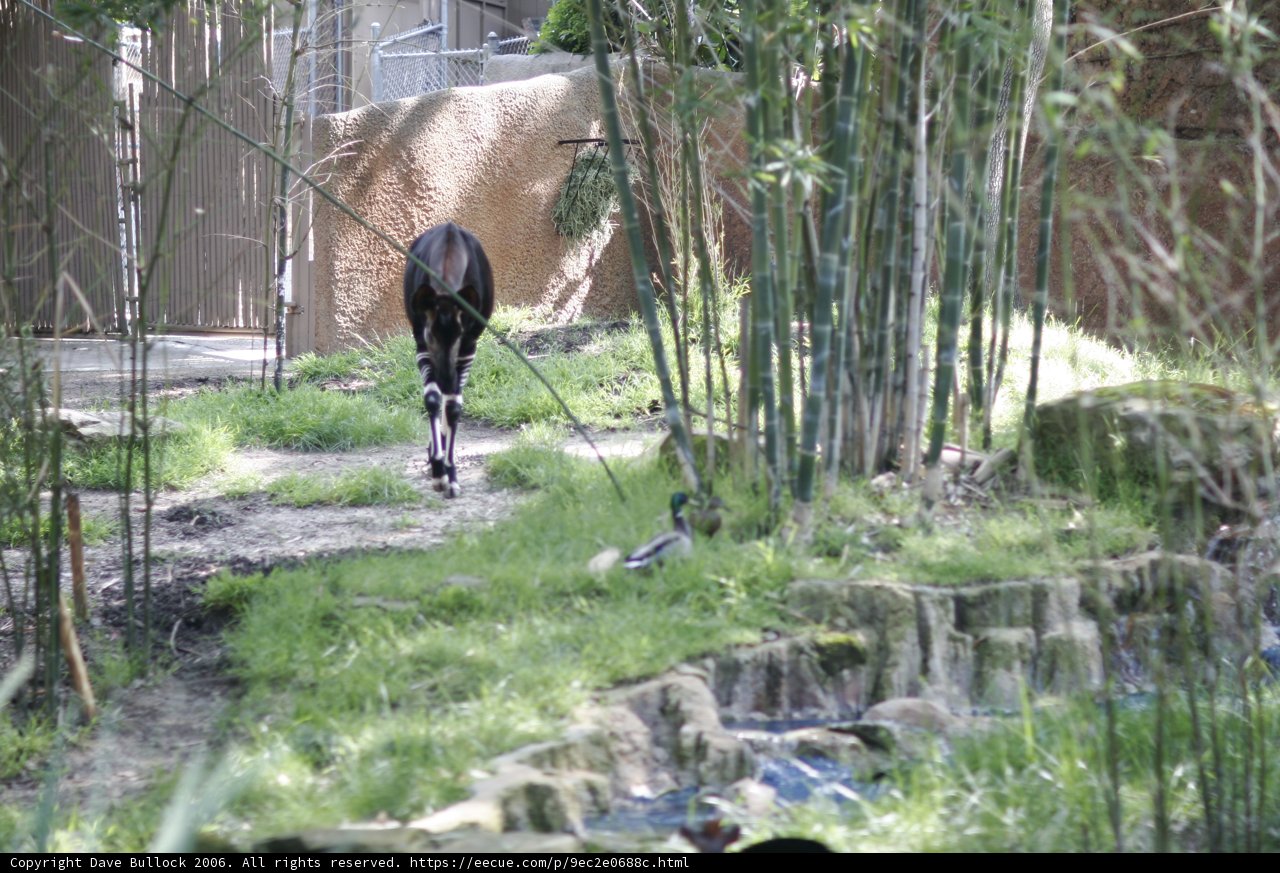 Giraffe Strolls Through Lush Zoo Trail
