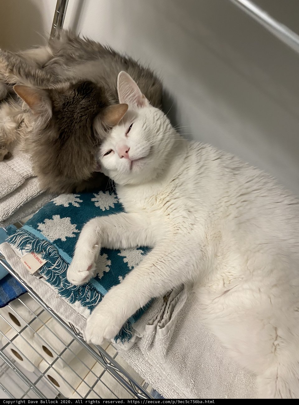 Cozy Cats in a Cage