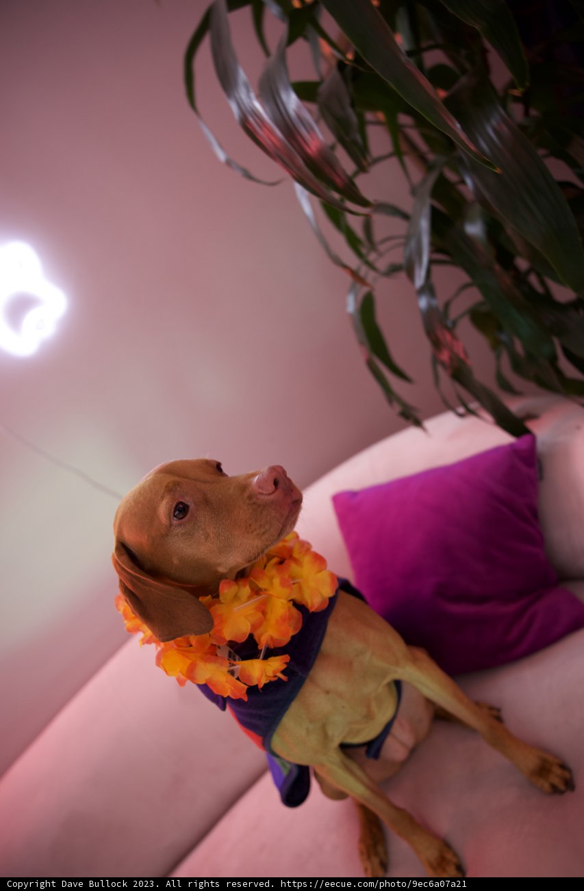 Pooch in Bloom: Hi-Li's 5th Birthday Celebration