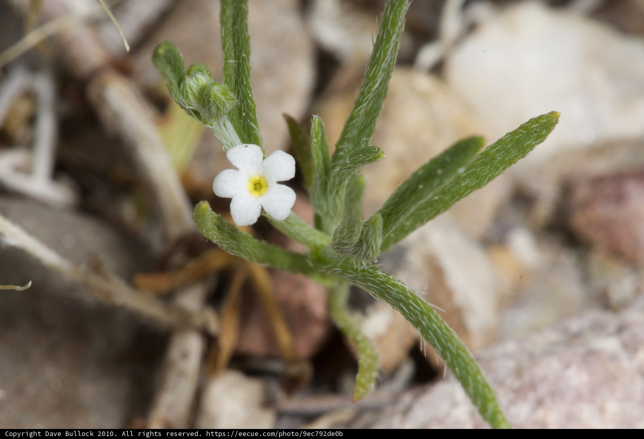 White Geranium Flower on Rocky Ground